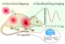Hsa Lys 161 共价结合荧光染料用于体内血液药物动态成像和肿瘤定位 Chemical Science X Mol
