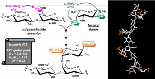 Semisynthetic Isomers of Fucosylated Chondroitin Sulfate ...