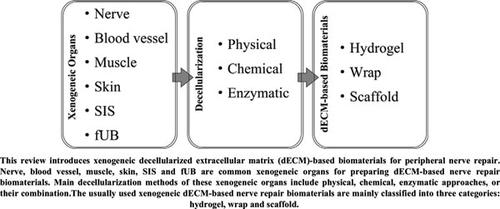 Xenogeneic Decellularized Extracellular Matrix-based Biomaterials For ...