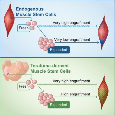 来自多能干细胞衍生畸胎瘤的体外扩增的骨骼肌原性祖细胞具有高植入能力 