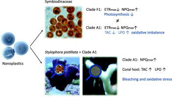 Low-level nutrient enrichment during thermal stress delays bleaching and  ameliorates calcification in three Hawaiian reef coral species [PeerJ]