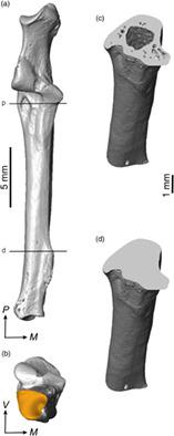 跟骨远端的骨量与体型相关 但与galagids的跳跃频率无关 American Journal Of Physical Anthropology X Mol