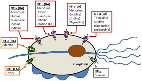 Comprehensive Characterization Of Purine And Pyrimidine Transport