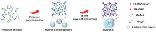 Living Bacterial Hydrogels For Accelerated Infected Wound Healing ...