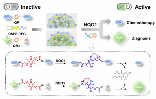 Intracellular Enzyme-Responsive Profluorophore And Prodrug ...