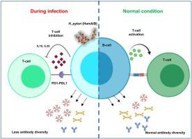 HomA And HomB, Outer Membrane Proteins Of Helicobacter Pylori Down ...