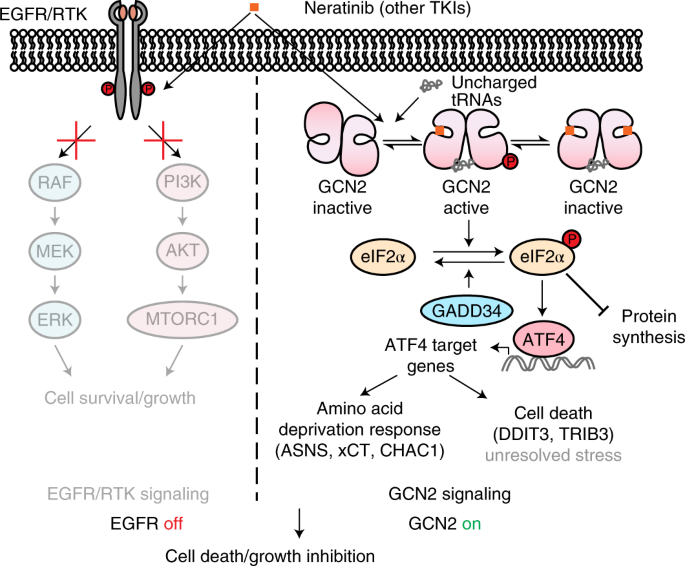 ATP 竞争性激酶抑制剂激活GCN2 激酶,Nature Chemical Biology - X-MOL