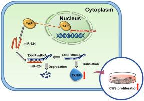 YAP/miR-524-5p axis negatively regulates TXNIP expression to 