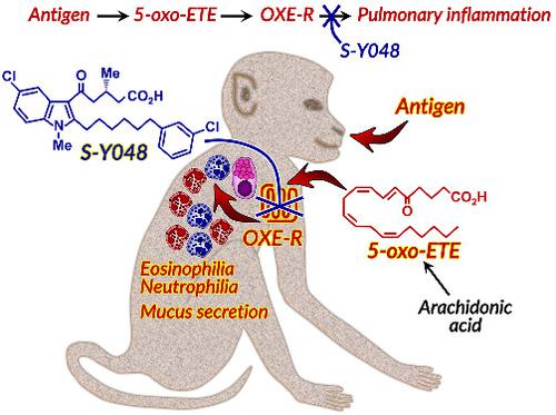 用选择性拮抗剂靶向OXE 受体可抑制过敏原诱导的非人灵长类动物肺部炎症 