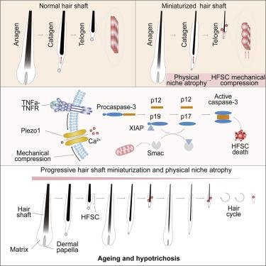 毛干小型化通过由piezo1 钙 Tnf A 轴介导的机械感觉信号导致干细胞耗竭 Cell Stem Cell X Mol
