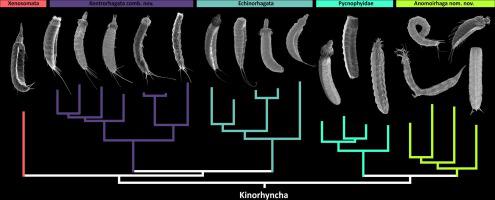 泥龙 Kinorhyncha 的系统基因组分析 Molecular Phylogenetics And Evolution X Mol