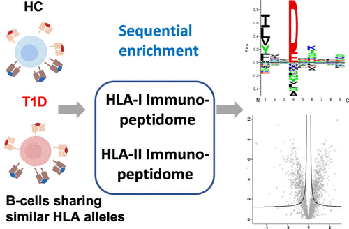 HLA Allele-Specific Quantitative Profiling Of Type 1 Diabetic B ...