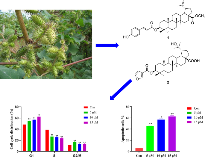 xanthium strumarium research paper