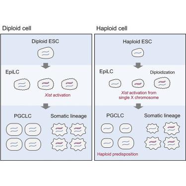 Haploid Mouse Germ Cell Precursors From Embryonic Stem Cells Reveal ...