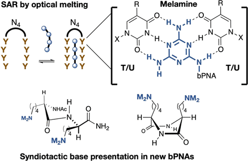 通过在最小bpna 中的间规侧链呈现增强dna 和rna 的三重杂交 Biochemistry X Mol