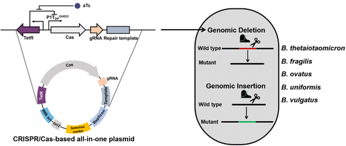 Crispr Cas Based Genome Editing For Human Gut Commensal Bacteroides Species Acs Synthetic Biology X Mol