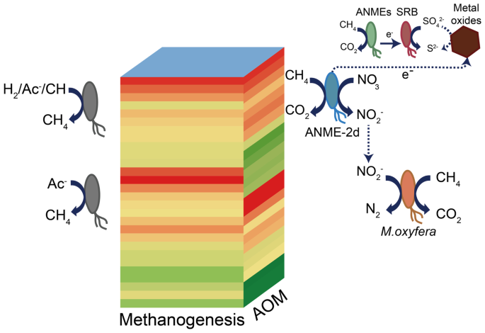 The Anaerobic Oxidation Of Methane Driven By Multiple Electron ...