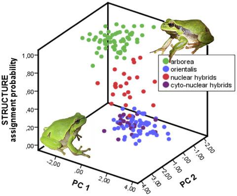两种神秘树蛙物种在其杂交区的形态测量显示既没有中间形态也没有海侵 