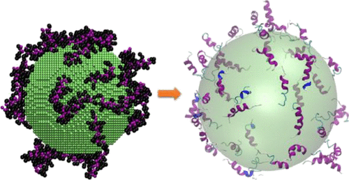 Multiscale Simulation Of Protein Corona Formation On Silver Nanoparticles Study Of Ovispirin