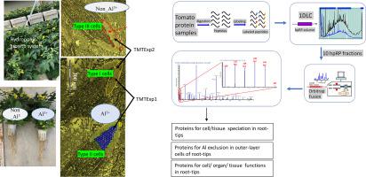 使用单细胞类型蛋白质组学鉴定番茄根尖顶端分生组织 细胞分裂区域外层细胞和内部组织中铝诱导的蛋白质组 Journal Of Proteomics X Mol