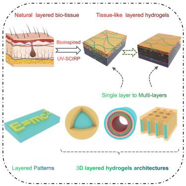 Continuously Growing Multi-layered Hydrogel Structures With Seamless ...