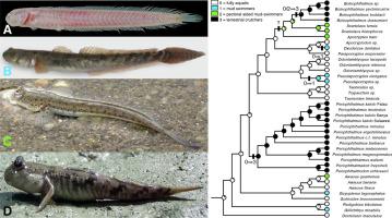 弹涂鱼的系统发育和陆地性进化（Gobiidae：Oxudercinae）,Molecular 