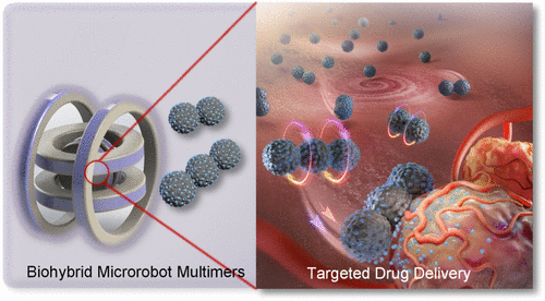 Magnetic Biohybrid Microrobot Multimers Based On Chlorella Cells For ...