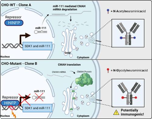 Effect of co-overexpression of the cargo receptor ERGIC-53/MCFD2 on  antibody production and intracellular IgG secretion in recombinant Chinese  hamster ovary cells - ScienceDirect