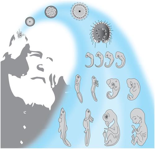 The Biogenetic Law And The Gastraea Theory: From Ernst Haeckel's ...