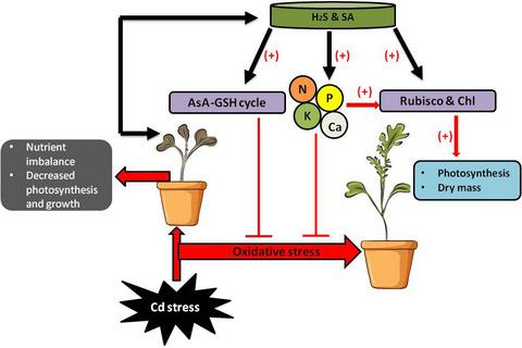 硫化氢和水杨酸调节镉胁迫下芥菜抗氧化途径和养分平衡,Plant Biology 