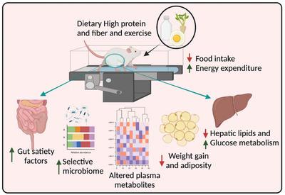 Diets Containing Egg or Whey Protein and Inulin Fiber Improve