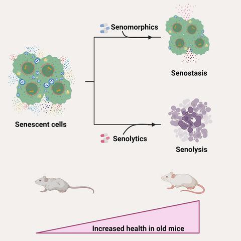 Targeting Cellular Senescence With Senotherapeutics: Senolytics And ...