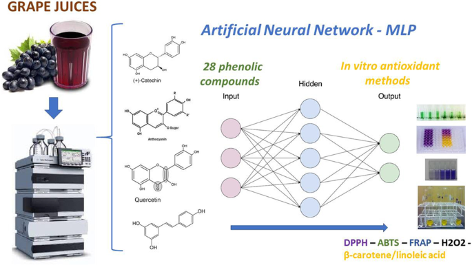 Artificial neural network: a powerful tool in associating phenolic