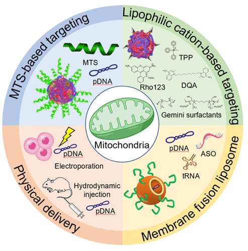 Rational Designs At The Forefront Of Mitochondria-Targeted Gene ...