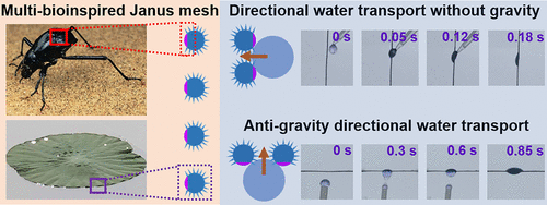 Multi Bioinspired Janus Copper Mesh For Improved Gravity Irrelevant Directional Water Droplet And Flow Transport X Mol