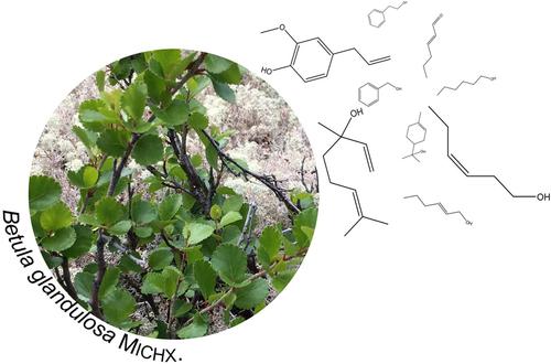 魁北克省努纳维克的一种常见灌木白桦的未开发挥发性组分的化学成分 Chemistry Biodiversity X Mol