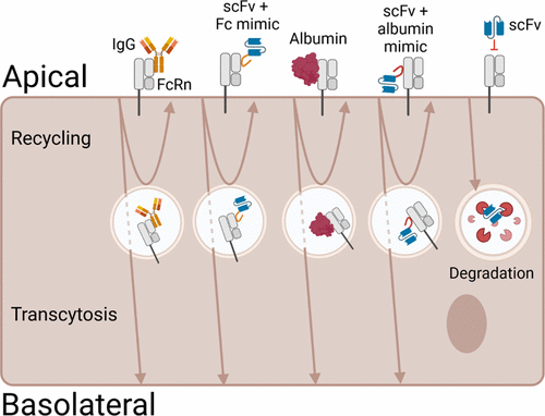 短 FcRn 结合肽能够挽救和转胞吞 scFv 抗体片段,ACS Chemical Biology - X-MOL