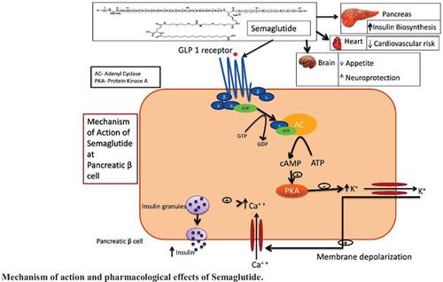 Oral Semaglutide In The Management Of Type 2 DM: Clinical Status And ...