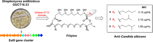 Genome Guided Discovery Of Antifungal Filipins From A Deep Sea Derived Streptomyces Antibioticus Journal Of Natural Products X Mol