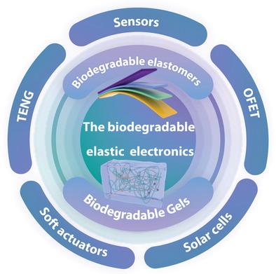 Biodegradable Elastomers And Gels For Elastic Electronics,Advanced ...