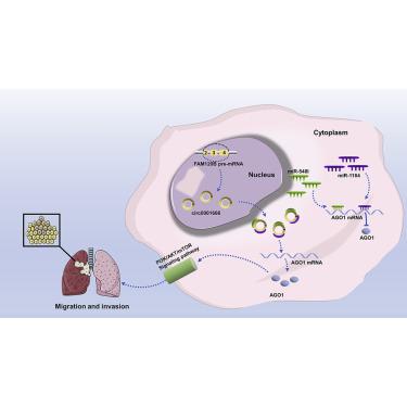Full article: CircPTCH1 Promotes Migration in Lung Cancer by