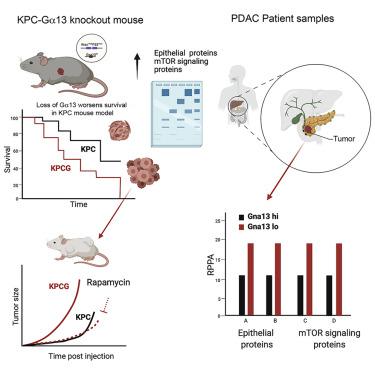 胰腺肿瘤发生的Kras/Tp53 小鼠模型中Gα13 缺失促进了对雷帕霉素敏感的 