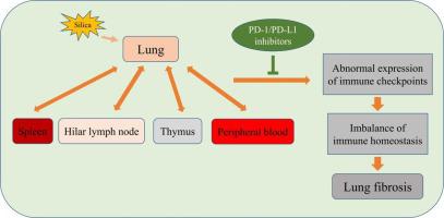 PD-1/PD-L1 Inhibitor Ameliorates Silica-induced Pulmonary Fibrosis By ...