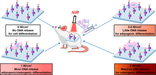 Near-Infrared Light-Controlled Activation Of Adhesive Peptides ...