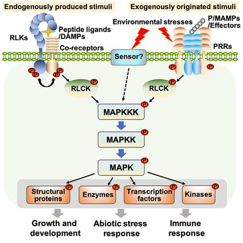 Mitogen-activated Protein Kinase Cascades In Plant Signaling,Journal Of ...