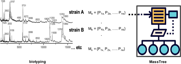 Analysis of bacterial biotyping datasets with a mass-based ...