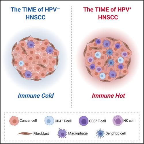 HPV+和HPV-头颈癌的肿瘤免疫微环境,WIREs Mechanisms of Disease - X-MOL