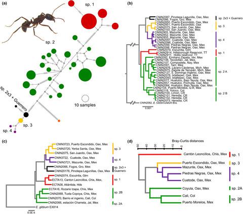 Genome and cuticular hydrocarbon-based species delimitation shed