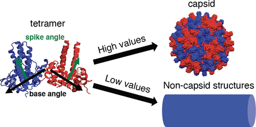 The Mechanism Of Action Of Hepatitis B Virus Capsid Assembly Modulators ...