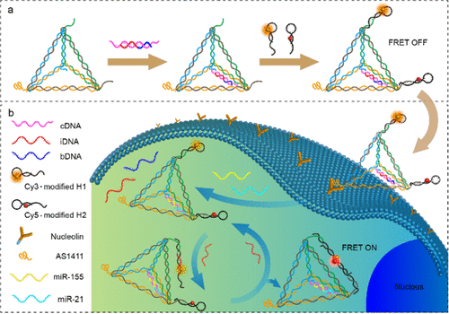 Simultaneous Imaging of Dual microRNAs in Cancer Cells through ...